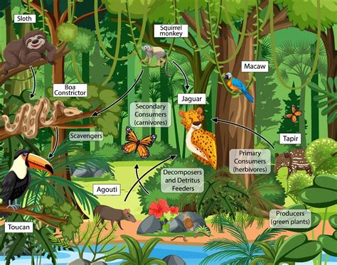 Food chain diagram concept on forest background 2184090 Vector Art at Vecteezy