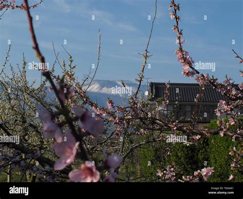 Gardens in Saku, Japan Stock Photo - Alamy