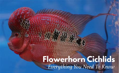 Flowerhorn Fish Keeping: The Ultimate Care, Diet, & Breeding Guide