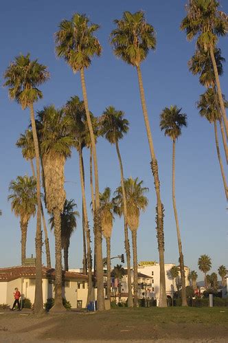 Palm Trees | Palm Trees along the California Coast | Damian Gadal | Flickr