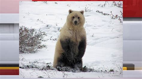 Mother, 1-year-old son killed in Alaska polar bear attack - WISH-TV | Indianapolis News ...