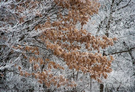 Hoarfrost Trees Photograph by Fred Lassmann - Fine Art America