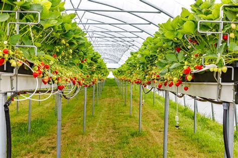 Growing Strawberries Indoors in Greenhouses: The Ultimate Guide