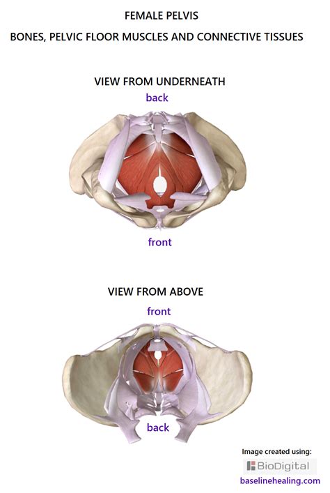 Muscles And Ligaments Of Floor - Carpet Vidalondon