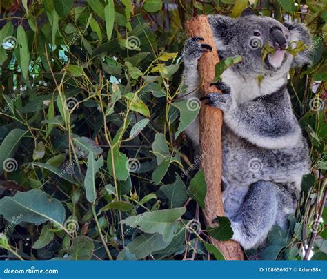 Koala Eating Eucalyptus Leaves Stock Image - Image of australian, climb: 108656927