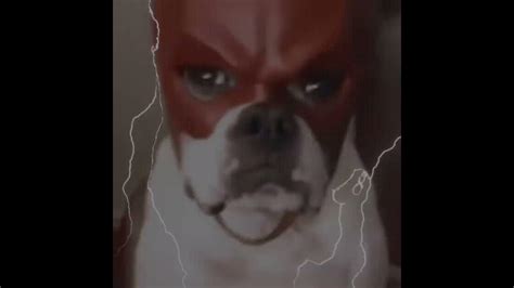 Daredevil dog😈 - YouTube