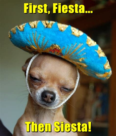 First, Fiesta... Then Siesta! - I Has A Hotdog - Dog Pictures - Funny pictures of dogs - Dog ...