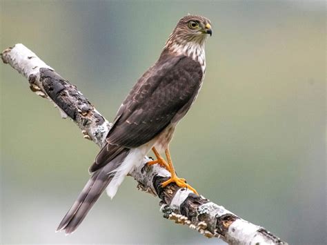 Sharp-Shinned Hawk vs. Cooper's Hawk: What's the Difference? - Sonoma ...