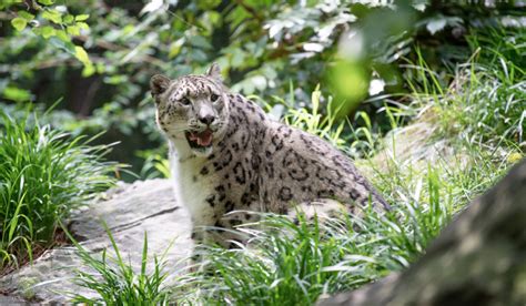 Allison Maher Stern Snow Leopard - Central Park Zoo