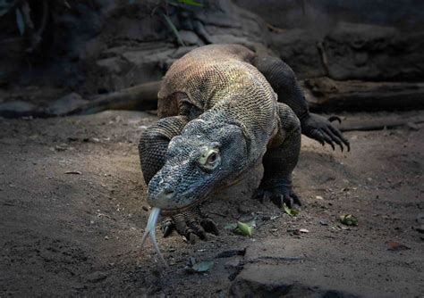 Komodovaran - Se den i Terrariet Reptile Zoo i Vissenbjerg