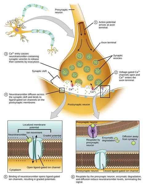 Neuromuscular Junction | Anatomy and physiology, Biology, Biology lessons