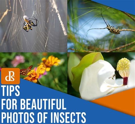 5 Tips for Stunning Insect Photography