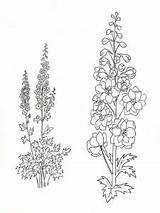 Larkspur coloring pages sketch template