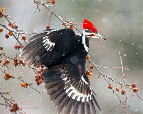 The 2016 Audubon Photography Awards: Top 100 | Wildlife photography, Pet birds, Woodpecker