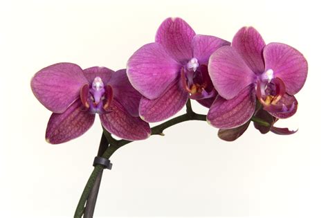 Strong, Flowering Orchid Plants | Daltons