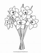 Daffodils Coloring Page For Spring sketch template