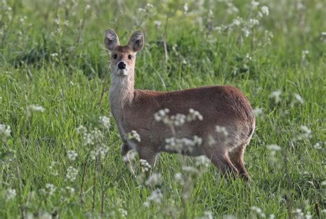 Female Deer Name and Behavior Explained - A-Z Animals