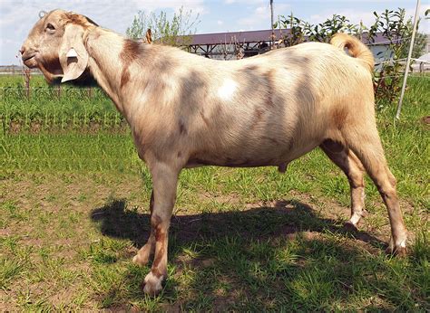 Male Goats - Our farm of Anglo Nubian goats Elan's Anglo Nubian