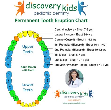 Kids Teeth Falling Out Chart