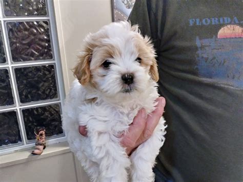 Shih-Poo Puppies For Sale | Chuckey, TN #327252 | Petzlover