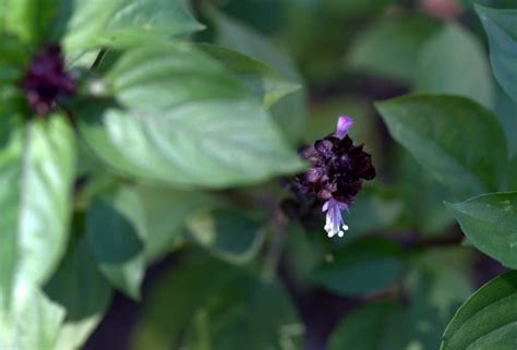 Are Basil Flowers Edible? Well, It Depends… - Green Acres Gardening