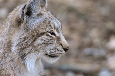 Lynx Divoké Zviera Wildcat - Fotografia zdarma na Pixabay