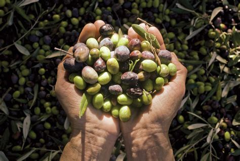 Celebrating the Mighty Olive Tree - Phoenix Home & Garden