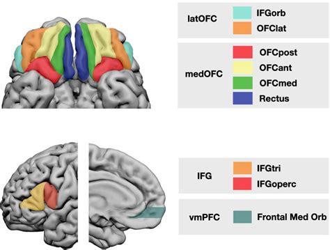 Ventromedial Prefrontal Cortex And Orbitofrontal Cortex