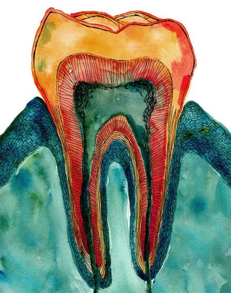 Tooth, Bone and Gingiva Watercolor Print Abstract Dental Anatomy Art Print Molar Cross Section ...