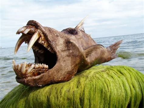 weird creature corpse.........very scary world! | Deep sea creatures, Scary fish, Weird sea ...