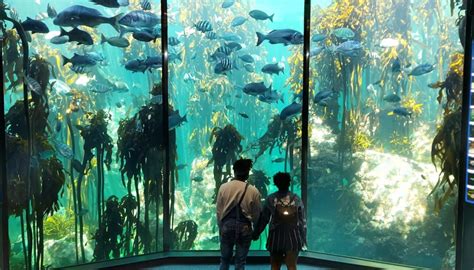 A few new and incredible ways to experience the Two Oceans Aquarium