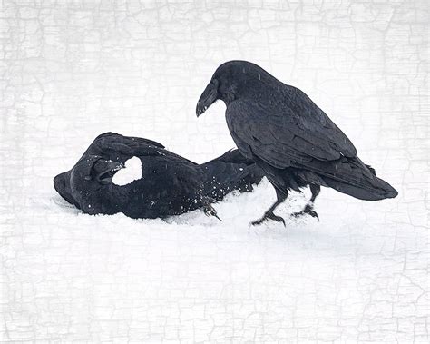 SNOW HEART RAVEN - Fine Art Print, Raven Portrait Series in 2022 | Fine ...