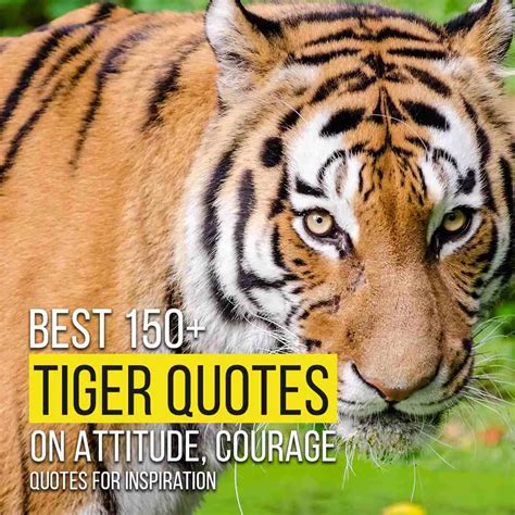 Best 150+ Tiger Quotes On Attitude, Courage | Quotes For Inspiration | Quotesmasala