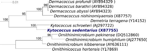 Kytococcus sedentarius | Semantic Scholar