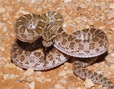 Kansas Glossy Snake, Texas | Kansas Glossy Snake Arizona ele… | Flickr