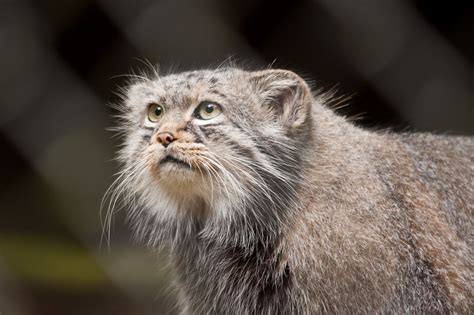 Why The Pallas' Cat Should Become Your New Favorite Animal | Pallas's ...