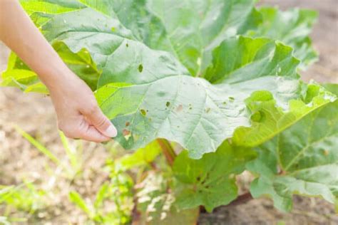 10 Rhubarb Plant Problems: Common Pests, Diseases, and Environmental Issues