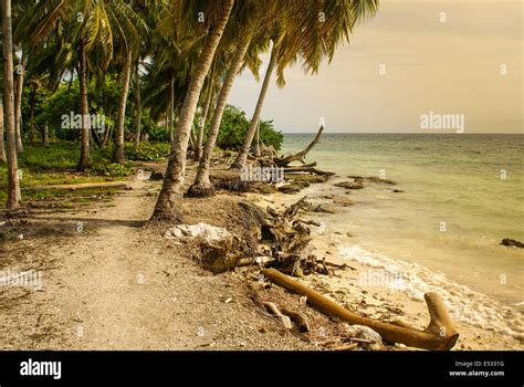 palm trees on tropical beach in the colombia,America Sur Stock Photo ...