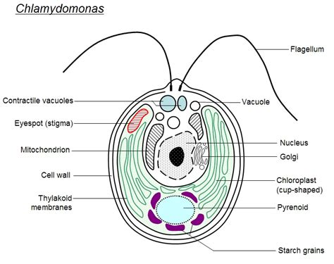 Algae