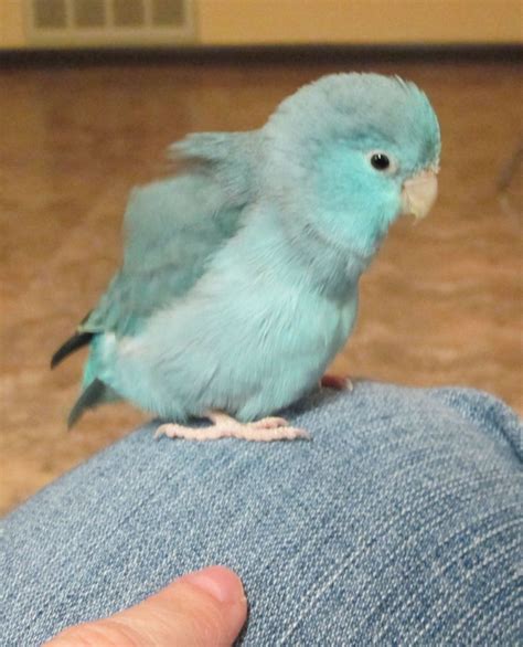 My Little Blue Peep - Pacific Blue Parrotlet (female) - being a fluffy little chicken. # ...