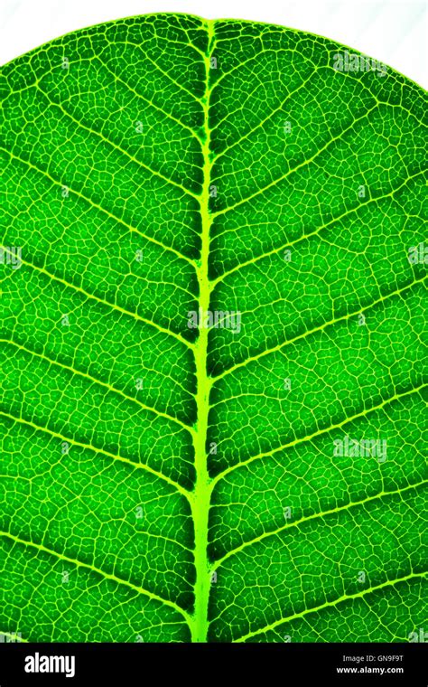 Green leaf background texture Stock Photo - Alamy