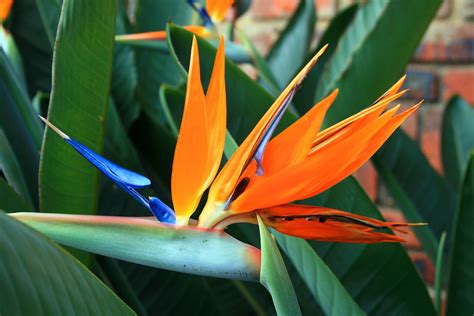 Strelitzia Flower And Leaves Free Stock Photo - Public Domain Pictures