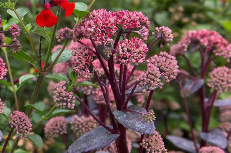 Drought tolerant plants - GRANDPARENTS DAY MAGAZINE