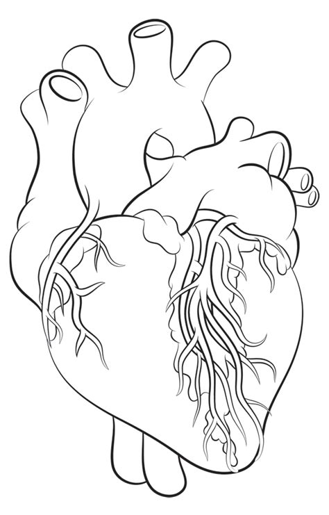 Organ Easy Simple Human Heart Drawing