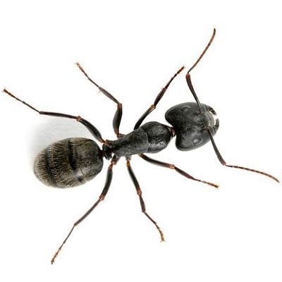 Pest Spotlight: Carpenter Ants - Poulin's Pest Control