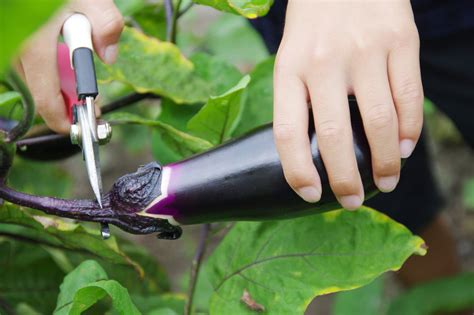 Harvesting your Eggplants - Food Gardening Network