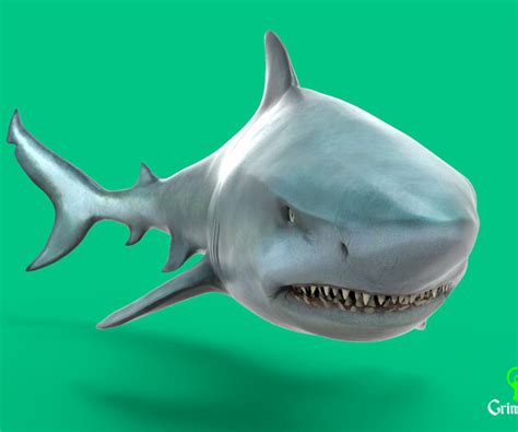 ArtStation - Bull Shark | Resources