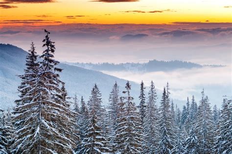 Premium Photo | Winter forest clouds landscape aerial view trees ...