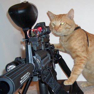 Funny Cats with Guns | Funny Collection World