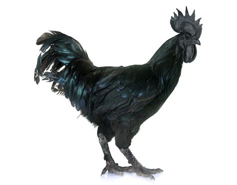 Premium Photo | Rooster ayam cemani